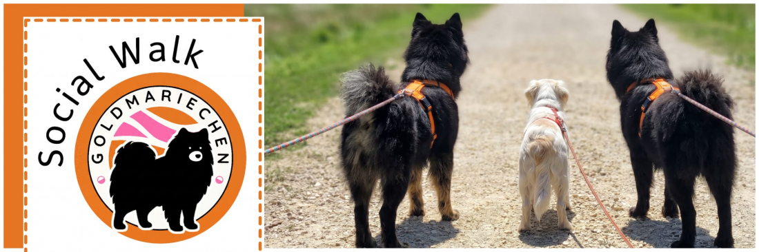 Social walk